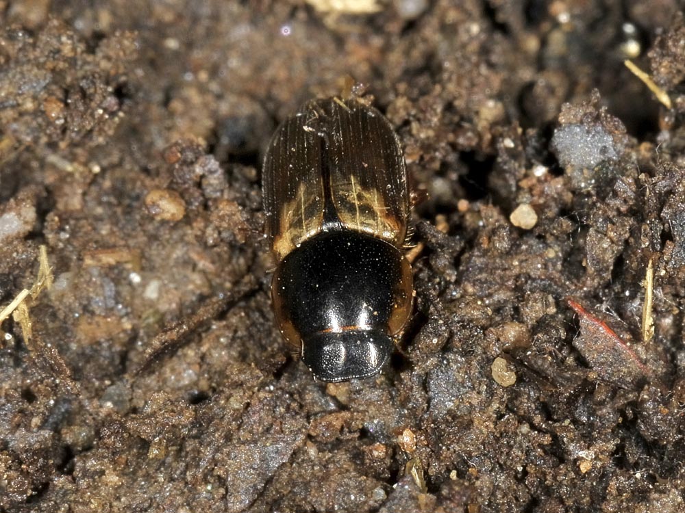 Aphodius (Melinopterus) prodromus
